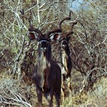 Trophy Kudu Bulls