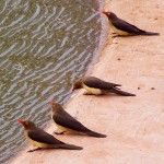 Red-billed-Oxpeckers