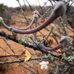sesame_bush_02