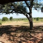 Marula Trees