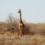 Giraffe