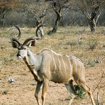 Large Kudu Bull