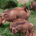 Warthog hunts