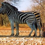 Burchell's Zebra