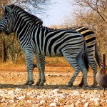 Burchell's Zebra