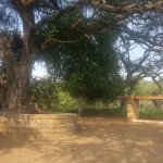 Camelthorn picnic site matlabas river