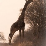 Giraffe at Sunrise
