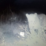 Leopard on trails camera
