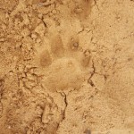 Leopard tracking