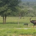 Sable at the lodge waterhole