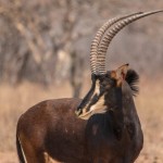 Sable thrive in the sweetveld near Thabazimbi