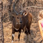 Tame bushbuck frequent the area around the game lodge
